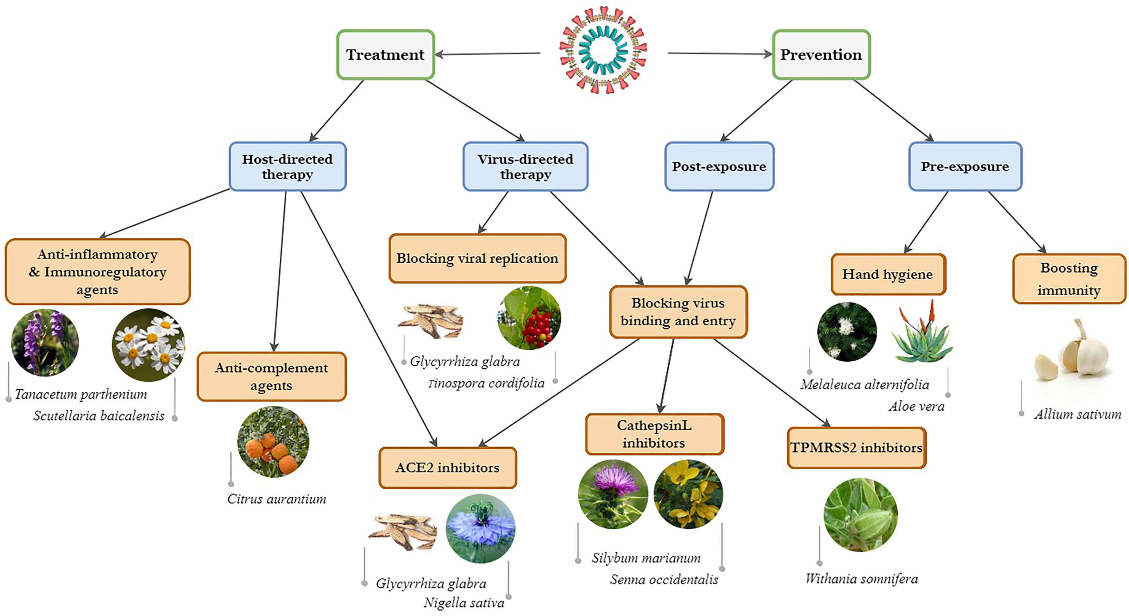 کووید ۱۹: استراتژی های کلی برای درمانهای گیاهی
